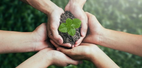 Multiple hands holding seedling representing collaborative CSR sustainability